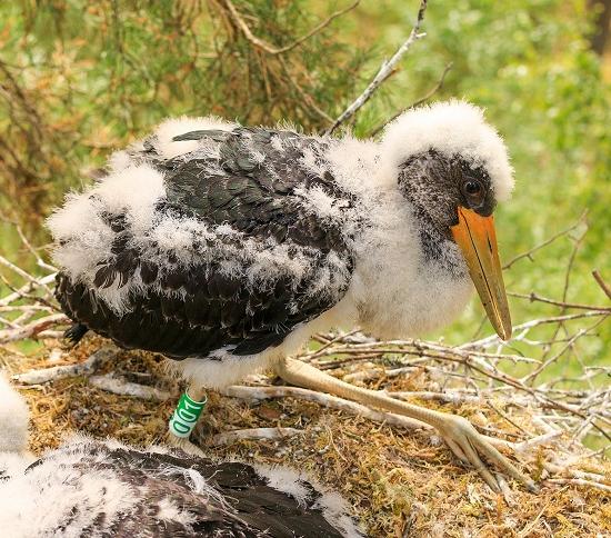 Птенцов краснокнижного черного аиста впервые окольцевали в Нижегородской области