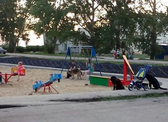 Отравленные безнадзорные собаки в муках умирали на глазах у детей в р.п.Выездное Нижегородской области