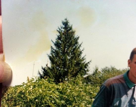 Столетнюю ель, посаженную жителями, срубили и вывезли в неизвестном направлении в д.Тимофеевка Нижегородской области