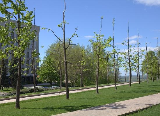 Липы после обрезки в нижегородском кремле утратили эстетические свойства