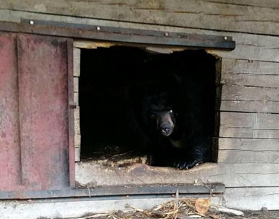 Мэрия Нижнего Новгорода отказалась от планов сдать зоопарк «Мишутка» в аренду