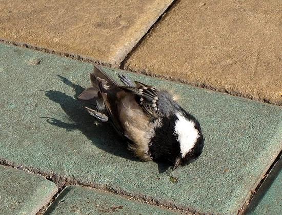Экоцентр «Дронт» призывает нижегородцев помочь спасению синиц на Рождественской