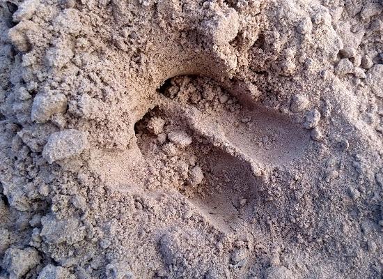 Диких зверей пересчитали в Нижегородской области