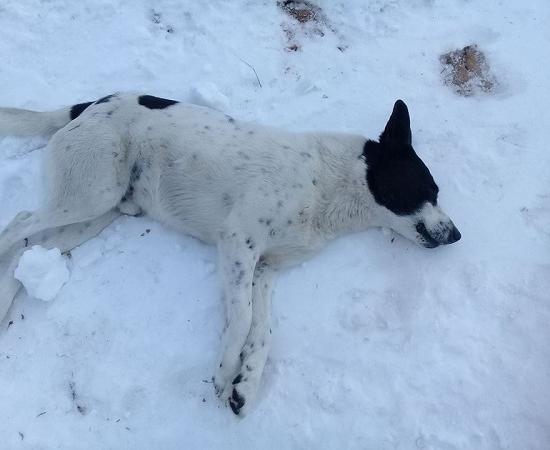 Двух собак выкрали у хозяйки, одна уже найдена мертвой в поселке Солнечная долина Нижегородской области