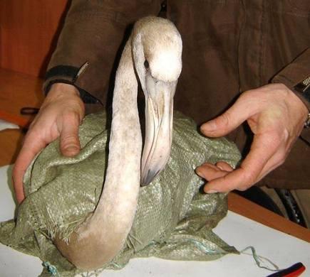 Орнитологи центра 