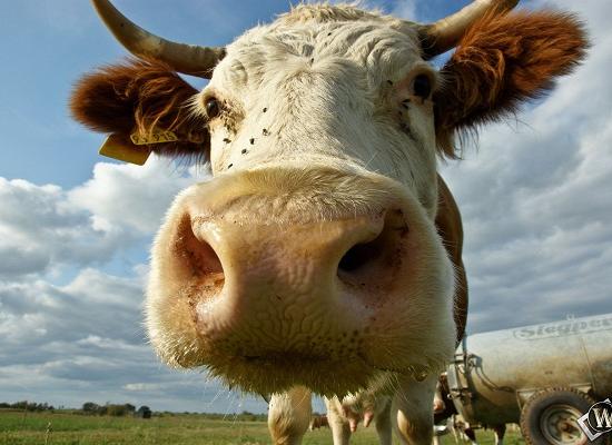 Селекционно-генетический центр планируют построить в Нижегородской области