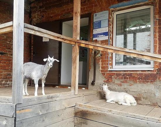Козоводство получит господдержку в Нижегородской области