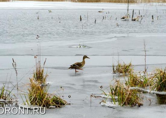 Орнитологи экоцентра «Дронт» спасли недобитую охотниками утку крякву в Нижегородской области