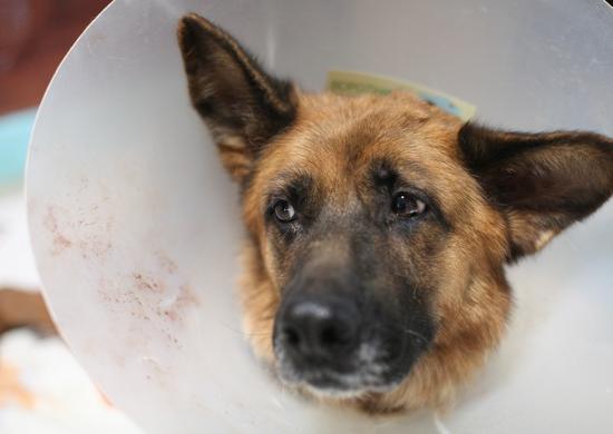 Благотворительная акция «В гости к Монике, или кто сказал ГАВ-2