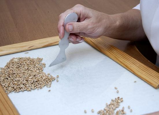 Почти 1,5 млрд руб. направлено на посевную кампанию в Нижегородской области