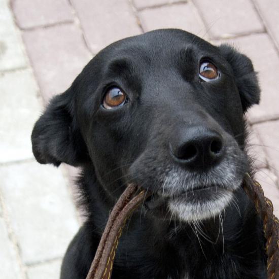 Нижегородская «Зоозащита-НН» нашла хозяев почти 500 бродячим собакам и 100 кошкам  